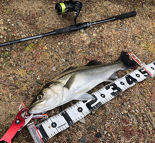 シーバスの釣果