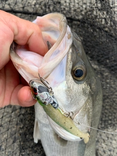 シーバスの釣果