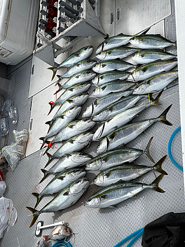 ブリの釣果