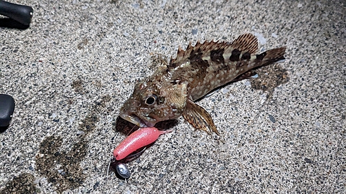 カサゴの釣果