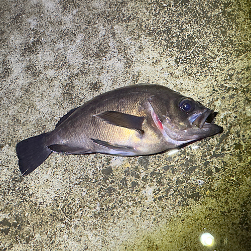 アカメバルの釣果