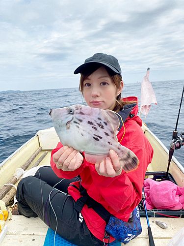 カワハギの釣果