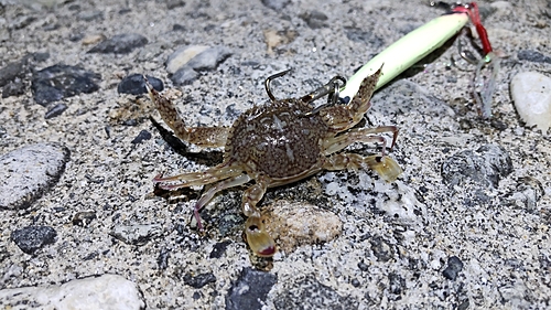 カニの釣果