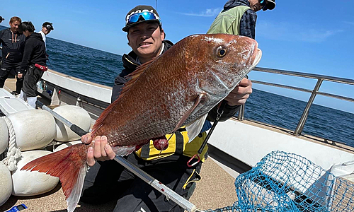 マダイの釣果