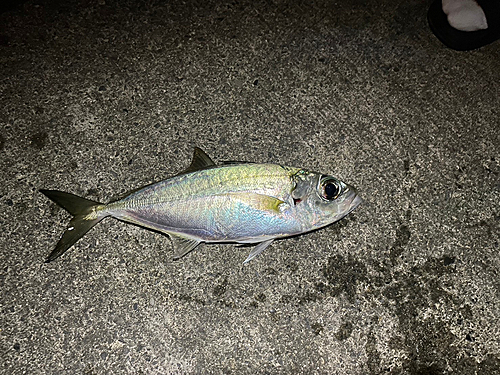 メアジの釣果