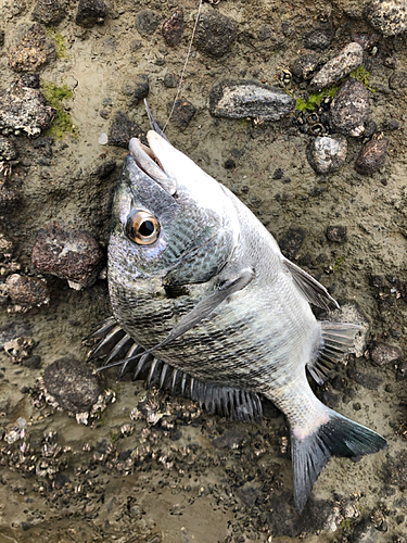 メイタの釣果