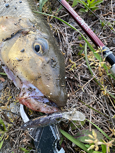 ニゴイの釣果