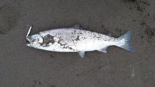 サクラマスの釣果