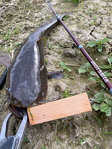 ナマズの釣果