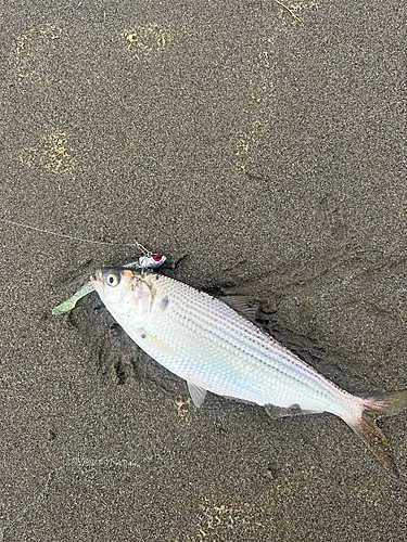 コノシロの釣果