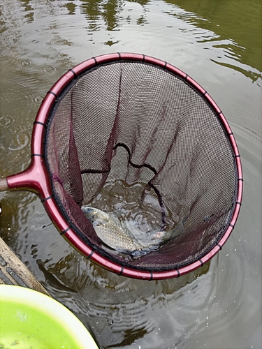 フナの釣果