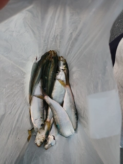 サッパの釣果