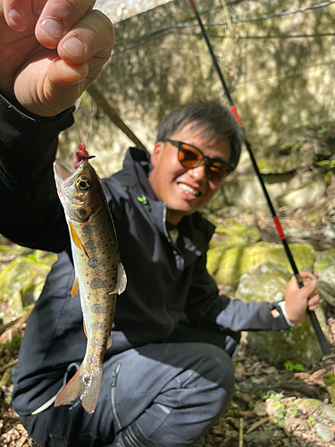 アマゴの釣果