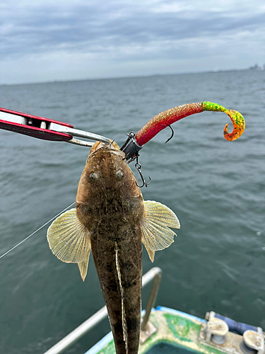 マゴチの釣果