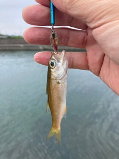 ムツの釣果