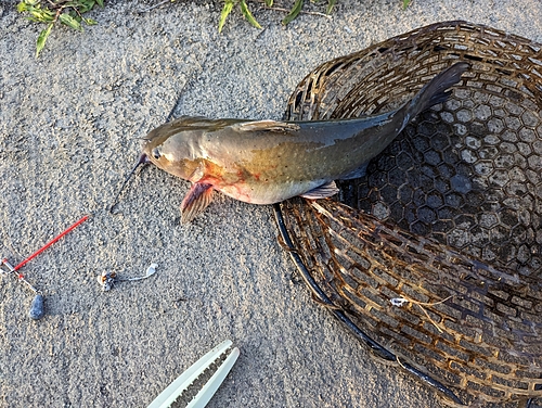 アメリカナマズの釣果