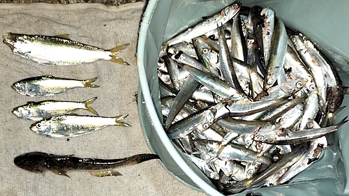 カタクチイワシの釣果