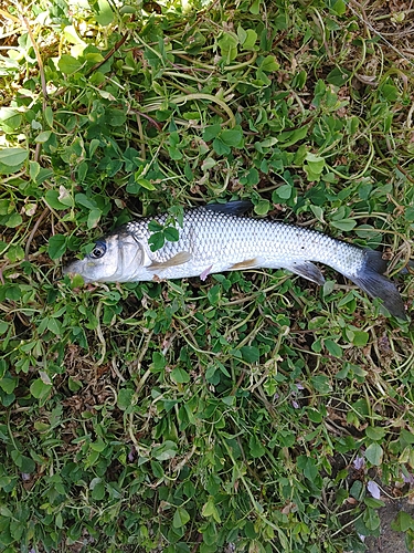 ニゴイの釣果