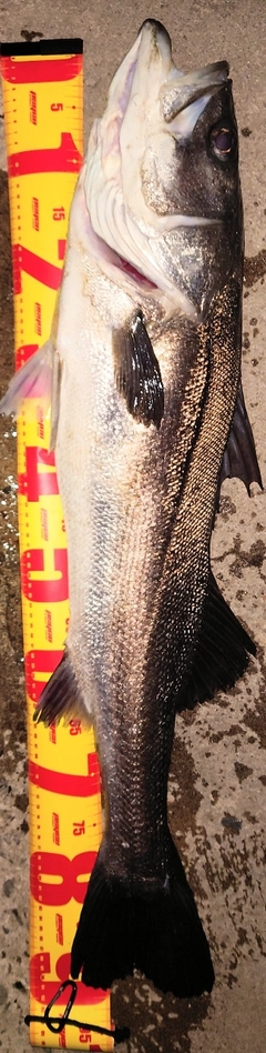 シーバスの釣果
