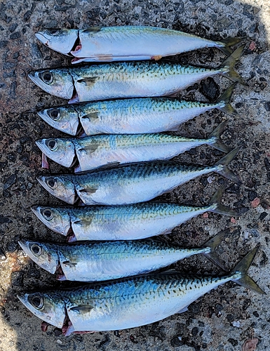 マサバの釣果