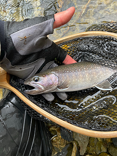 イワナの釣果