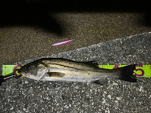 シーバスの釣果