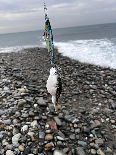 クサフグの釣果