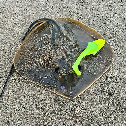 アカエイの釣果