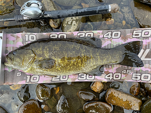 スモールマウスバスの釣果