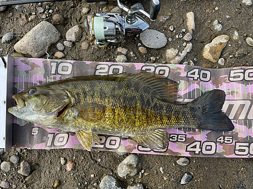 スモールマウスバスの釣果