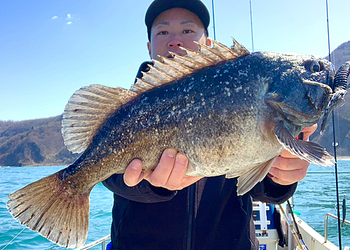 クロソイの釣果