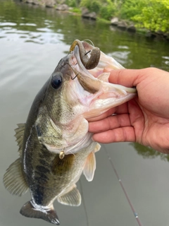 ラージマウスバスの釣果