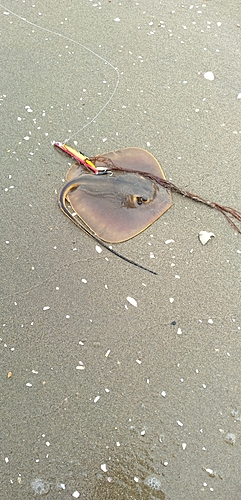 アカエイの釣果