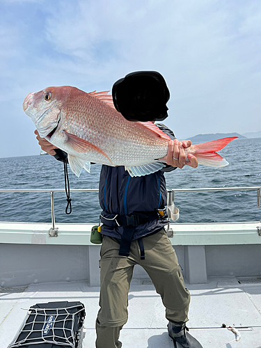 マダイの釣果