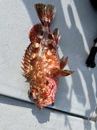 カサゴの釣果