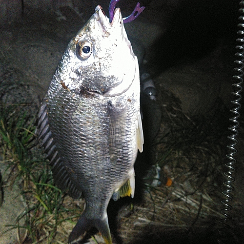 キビレの釣果