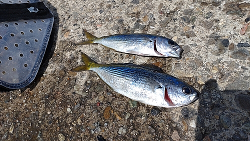 タカベの釣果