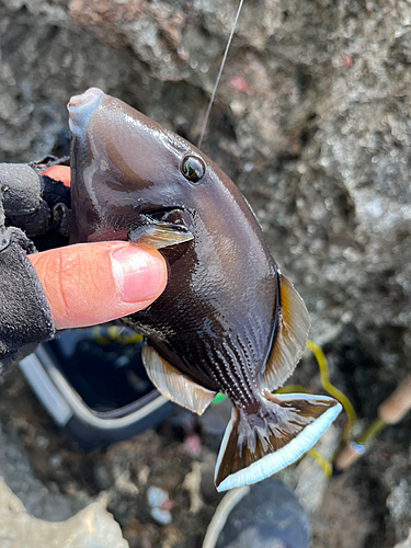 ツマジロモンガラの釣果