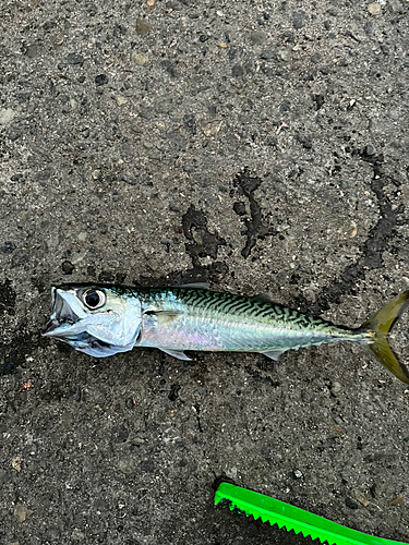 マサバの釣果