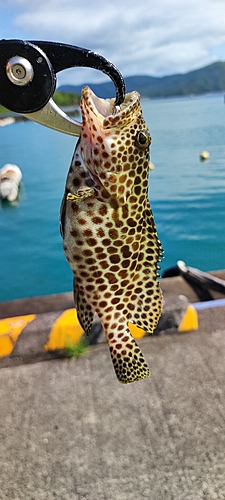 カンモンハタの釣果