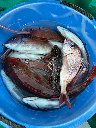 ハナダイの釣果