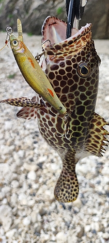 カンモンハタの釣果