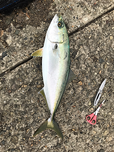 メジロの釣果