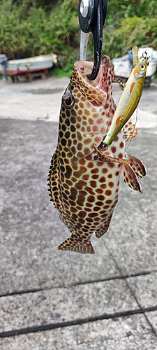 カンモンハタの釣果