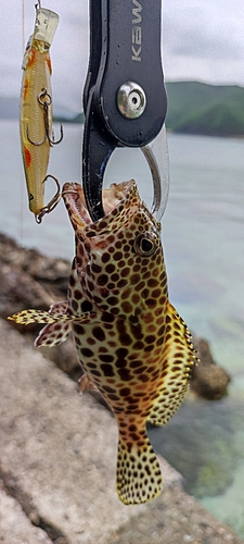 カンモンハタの釣果