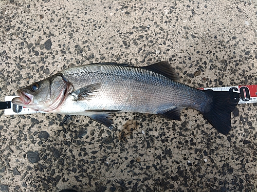 ヒラスズキの釣果