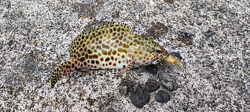 カンモンハタの釣果