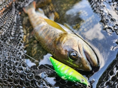 アマゴの釣果