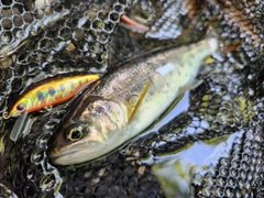 アマゴの釣果