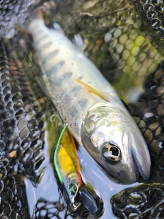 アマゴの釣果